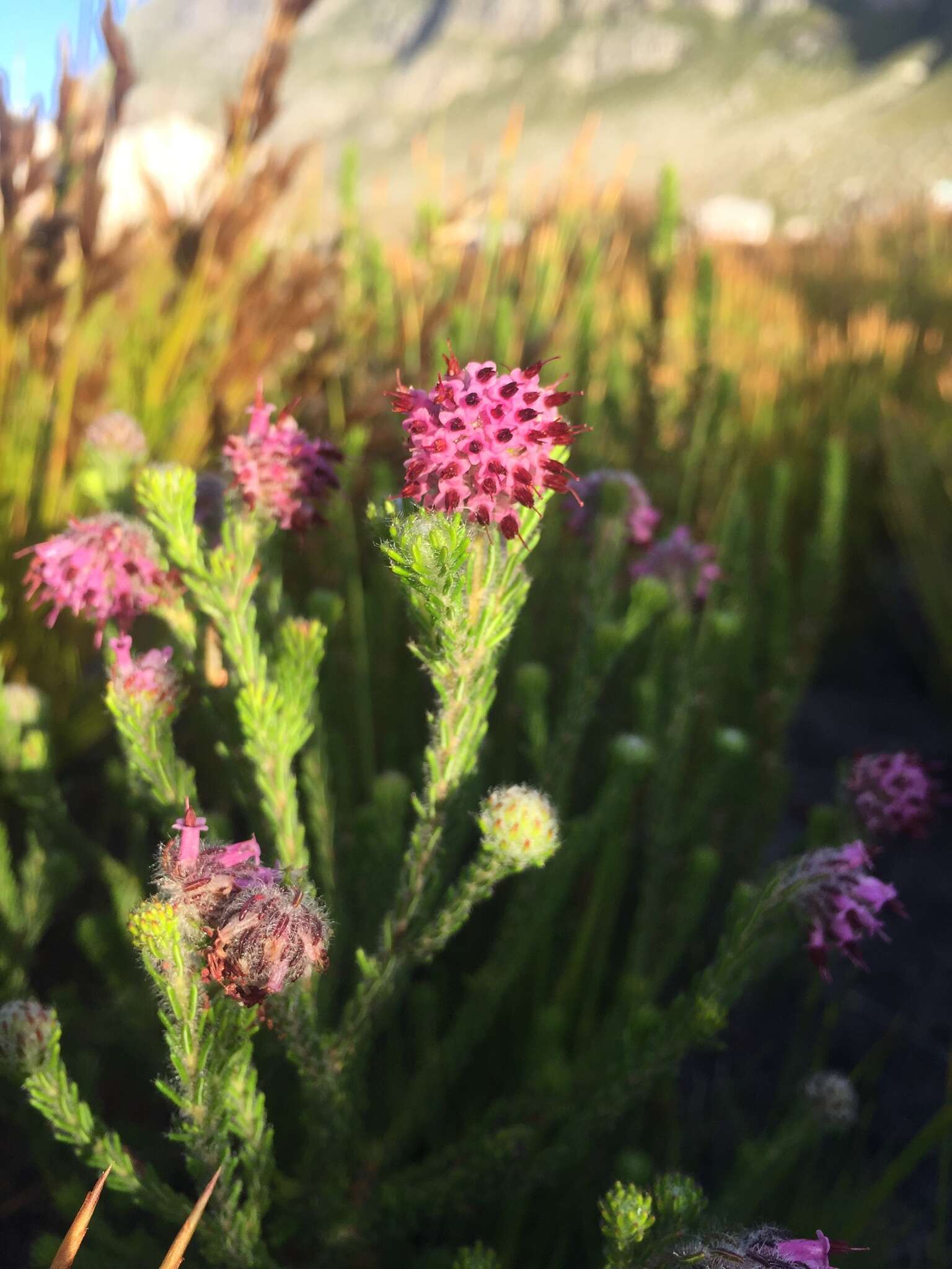 Image of Erica barbigeroides E. G. H. Oliver