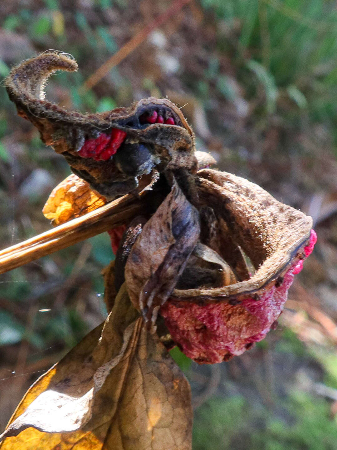 Image of Paeonia coriacea Boiss.