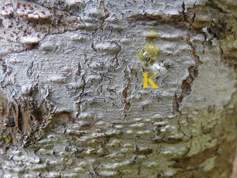 Image de Phaeographis dendritica (Ach.) Müll. Arg.