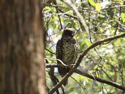 صورة Ninox strenua (Gould 1838)