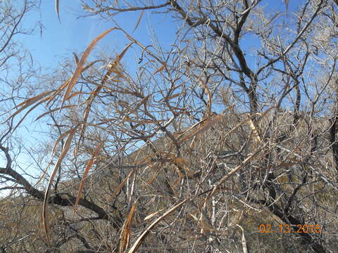 Image of desert willow