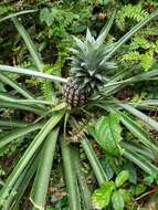 Image of Pineapples