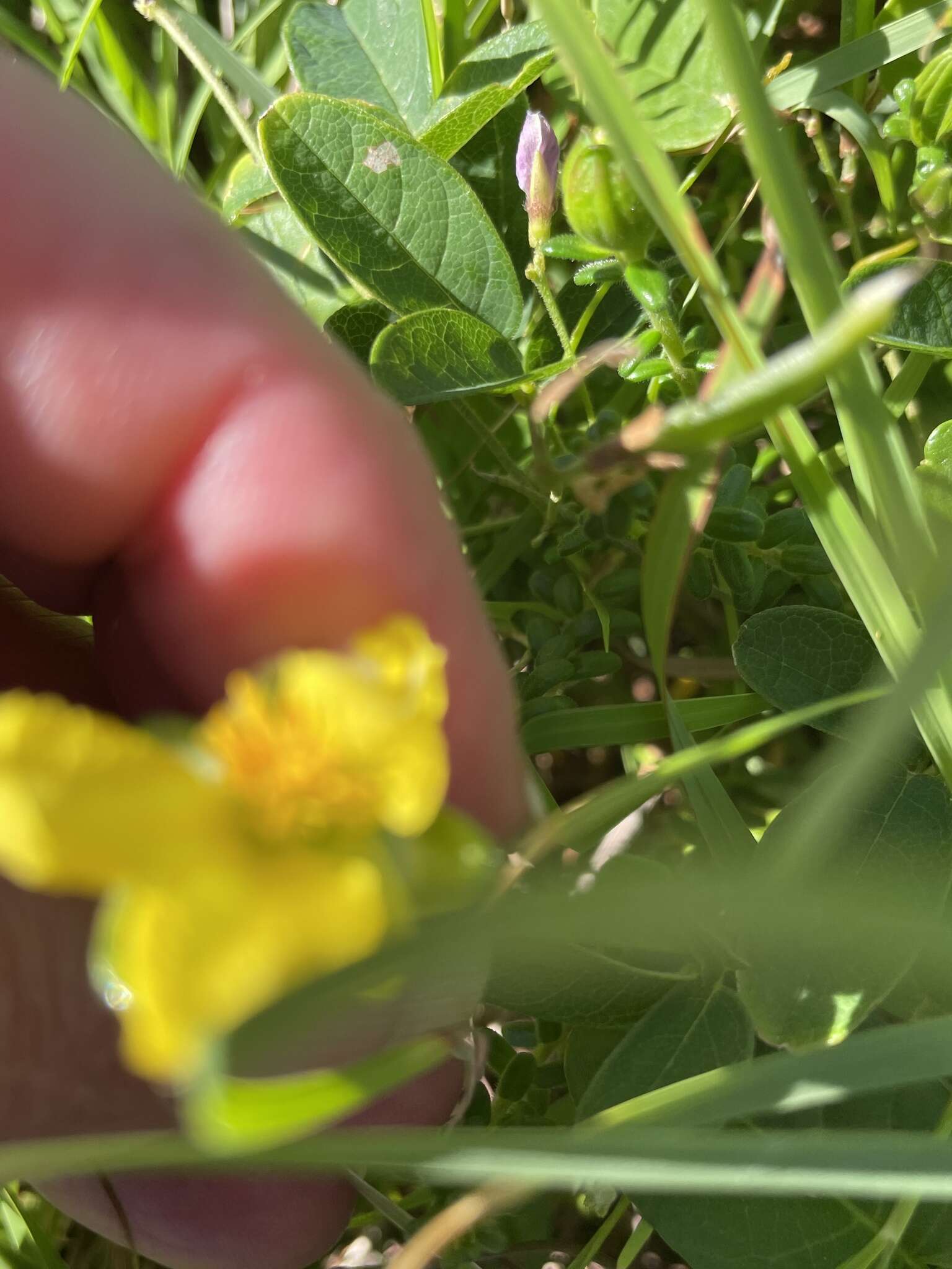 Image of Hibbertia vestita var. thymifolia Benth.