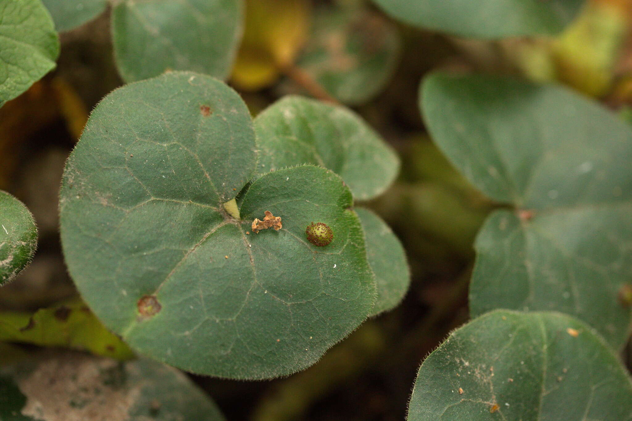 Imagem de Puccinia asarina Kunze 1817