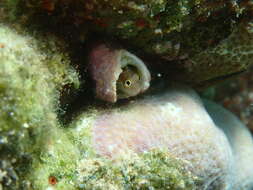 Image de Alloblennius