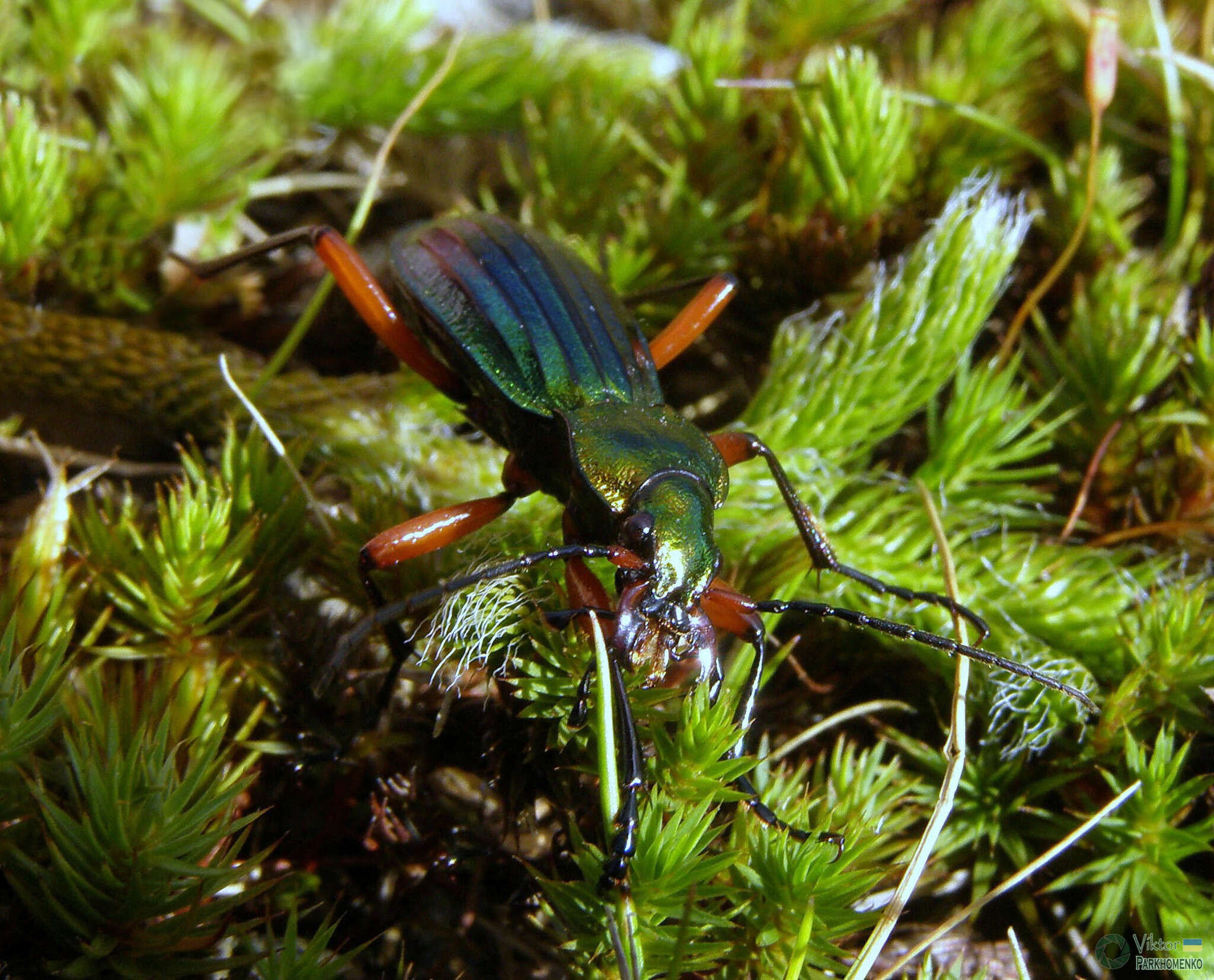 Carabus (Chrysocarabus) auronitens escheri Palliardi 1825 resmi