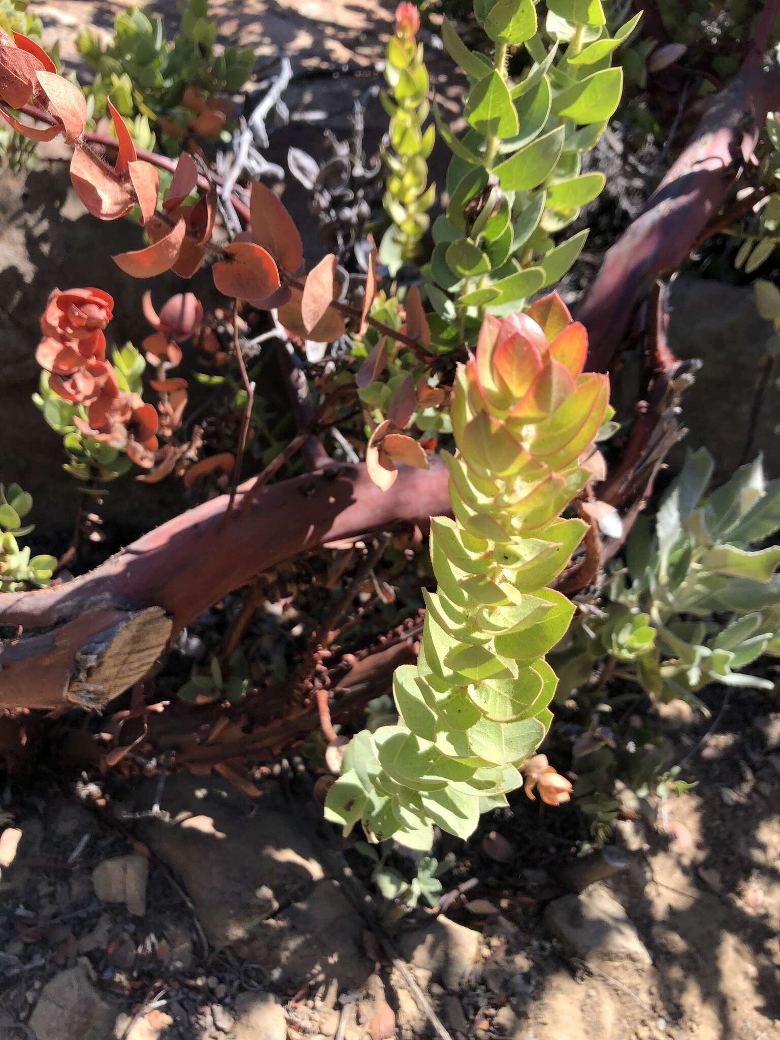 Image de Arctostaphylos refugioensis Gankin