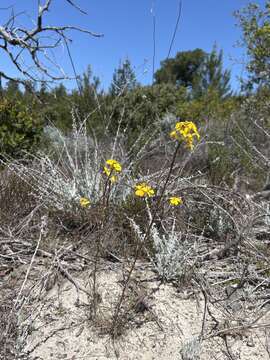 Image of Ben Lomond wallflower