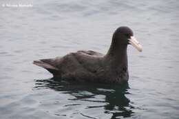 Image of Antarctic Giant-Petrel