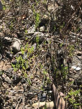 Image of dwarf saltwort