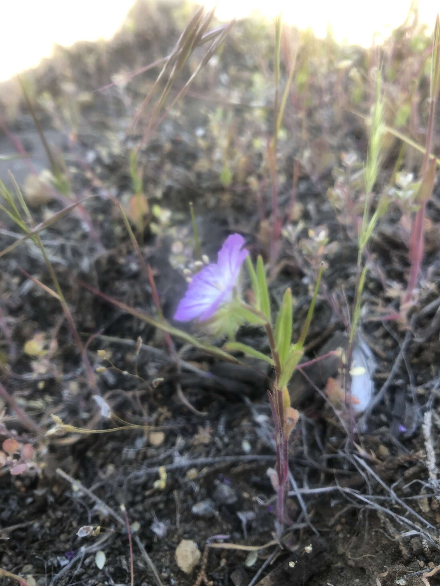 Image of threadleaf phacelia