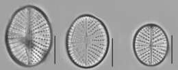 Image of Cavinula scutelloides (W. Smith) Lange-Bertalot 1996