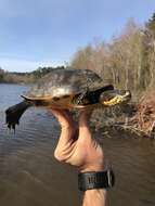 Image of Deirochelys reticularia reticularia (Latreille 1801)