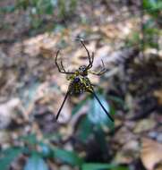 Image of Gasteracantha remifera Butler 1873