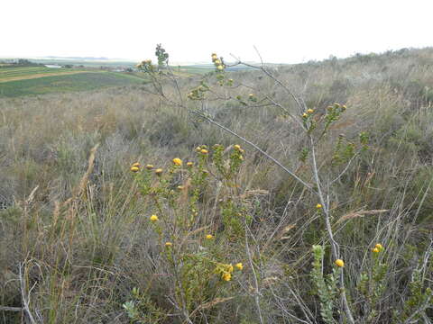 Image of Leucadendron coriaceum Philipps & Hutchinson