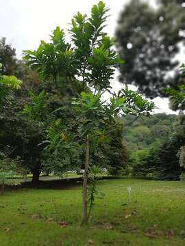 Image of Wild Cashew