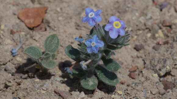 Arnebia obovata A. Bunge的圖片