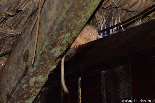 Image of spiny tree rat