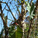 Image of Philodendron longirrhizum M. M. Mora & Croat