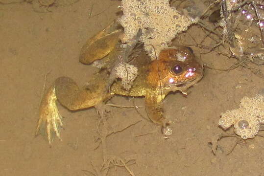 Image of Common Puddle Frog