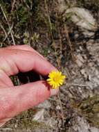 Ursinia dentata (L.) Poir. resmi