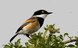 Image of Batis capensis capensis (Linnaeus 1766)