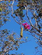 Image of Mansoa verrucifera (Schltdl.) A. H. Gentry