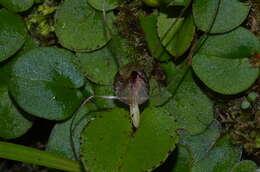 Image de Corybas iridescens Irwin & Molloy