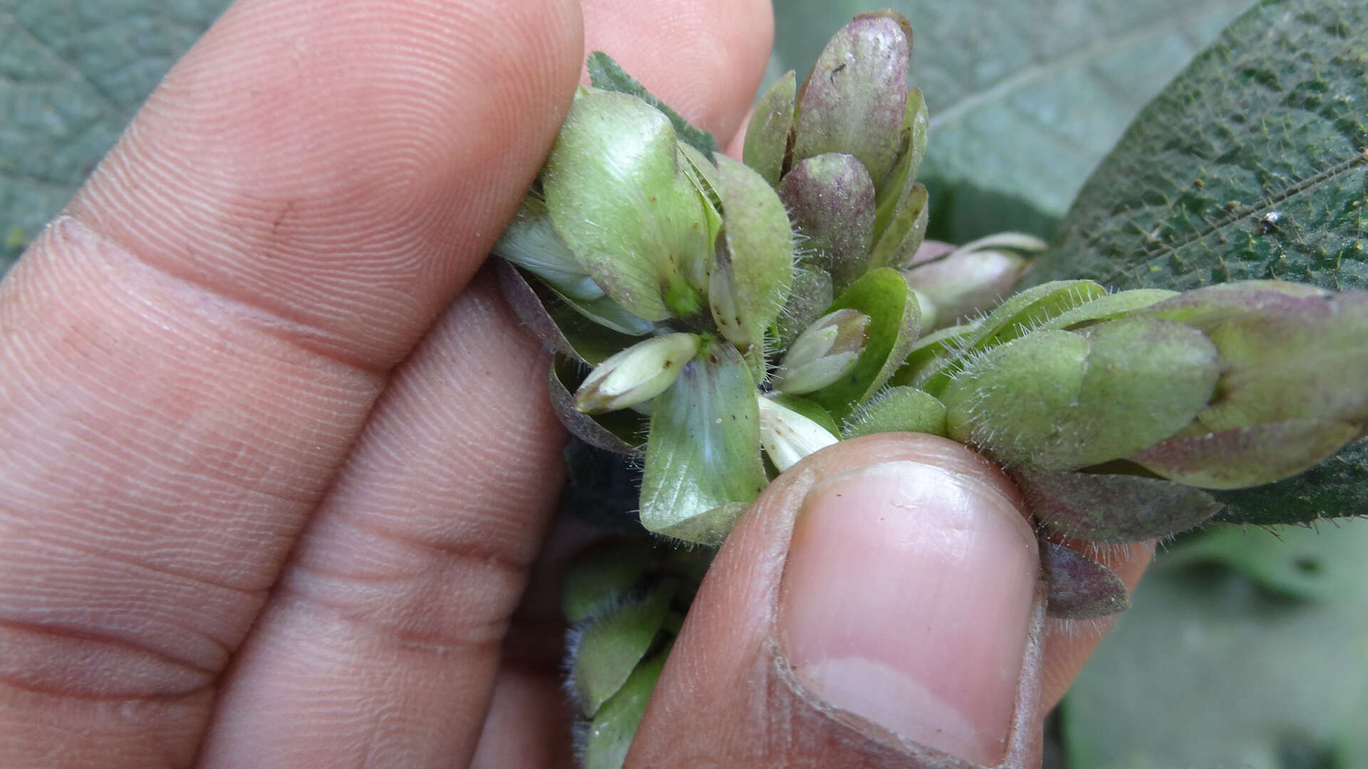 Strobilanthes lupulina T. Anders.的圖片