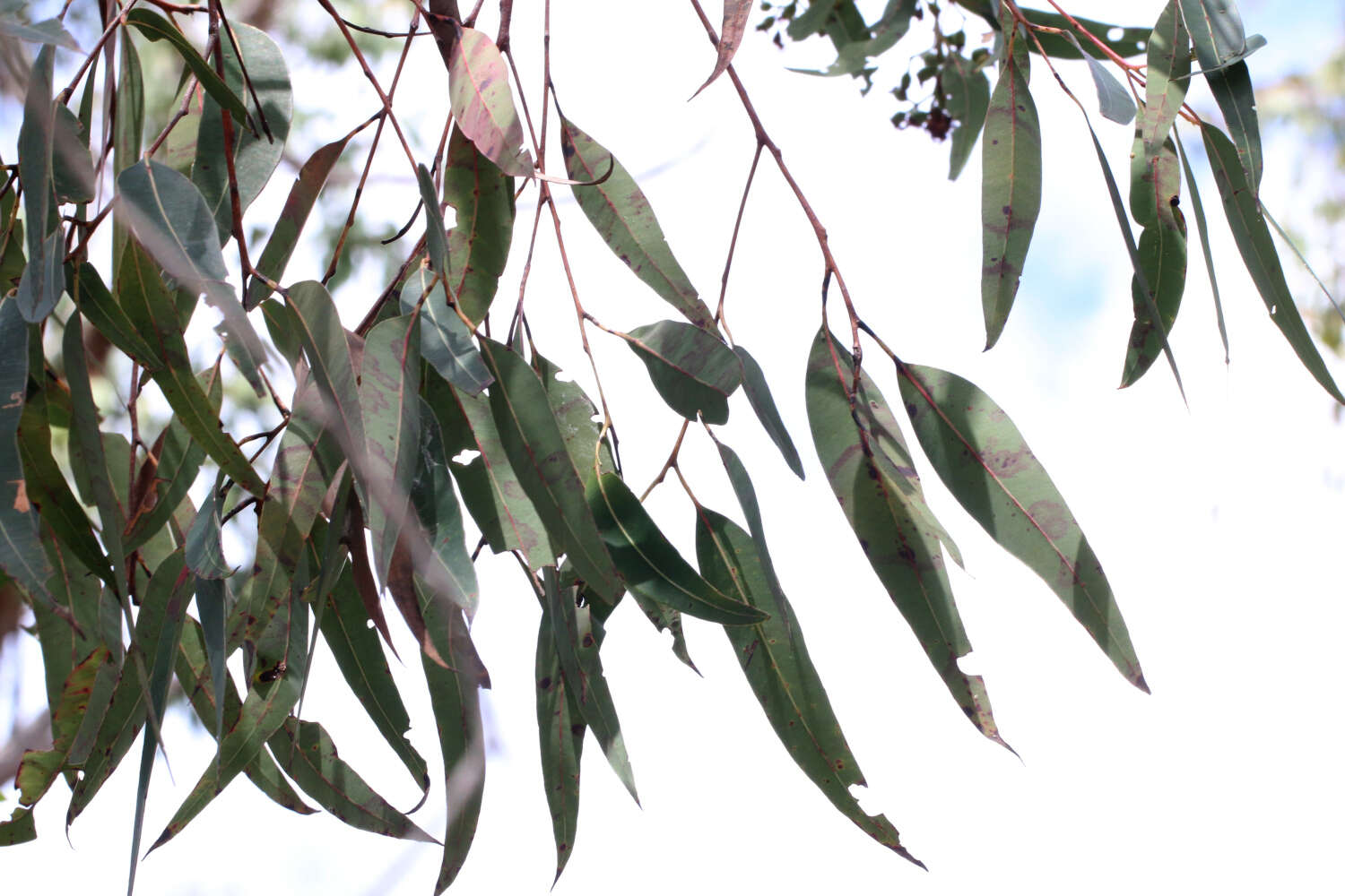 Слика од Corymbia trachyphloia (F. Müll.) K. D. Hill & L. A. S. Johnson