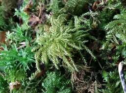 Image of thamnobryum moss