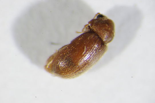 Image of drugstore beetle
