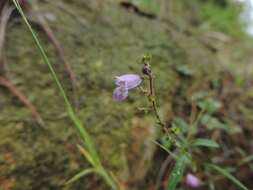 Image of Mosla soochouensis Matsuda