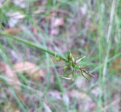 Image of Carex peregrina Link