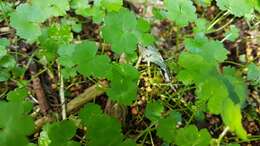 Hydrocotyle americana var. heteromeria (A. Rich.) Kirk resmi