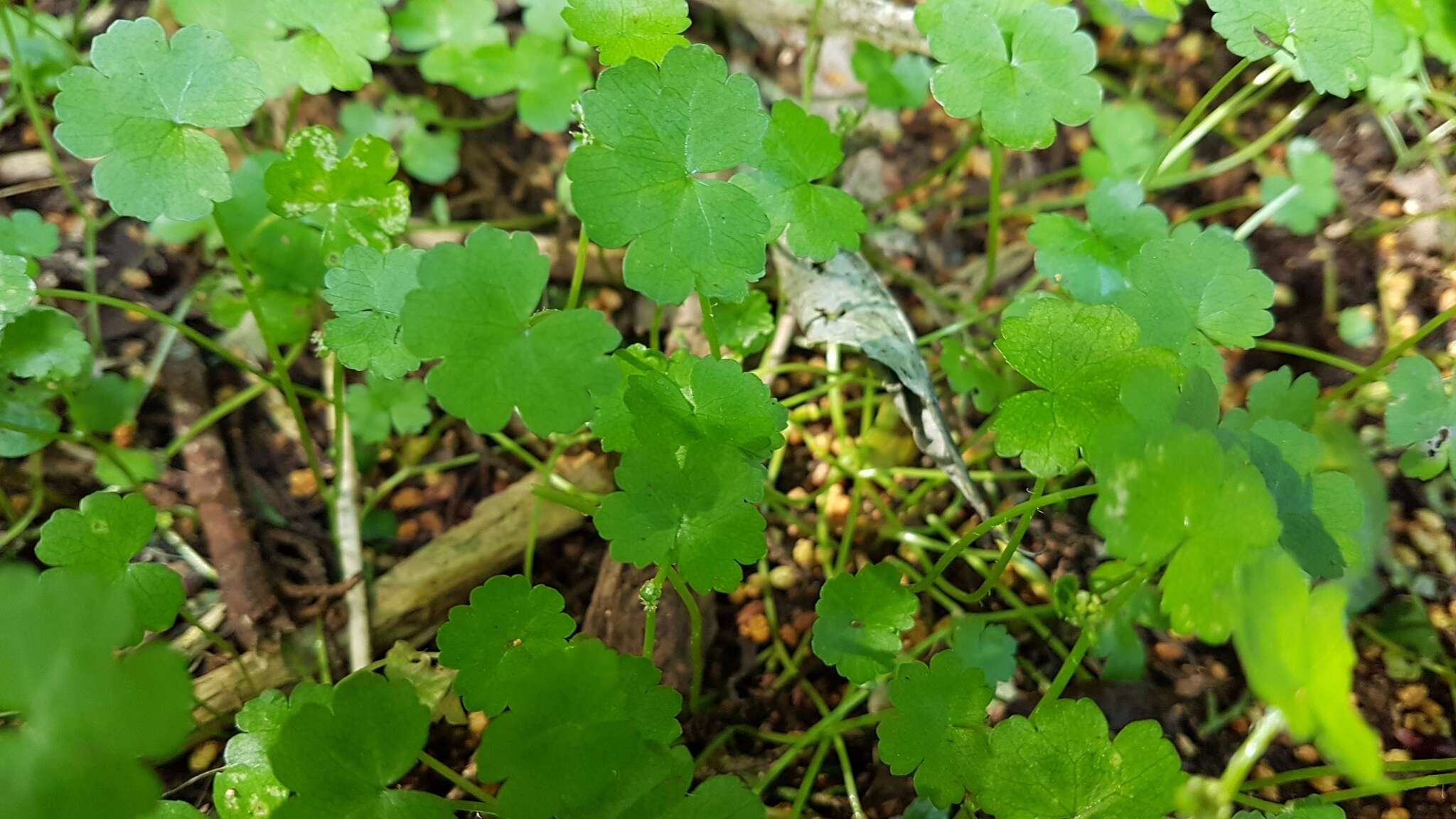 Image of Hydrocotyle americana var. heteromeria (A. Rich.) Kirk