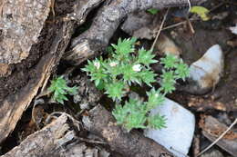 Euploca confertifolia (Torr.) Feuillet & Halse resmi