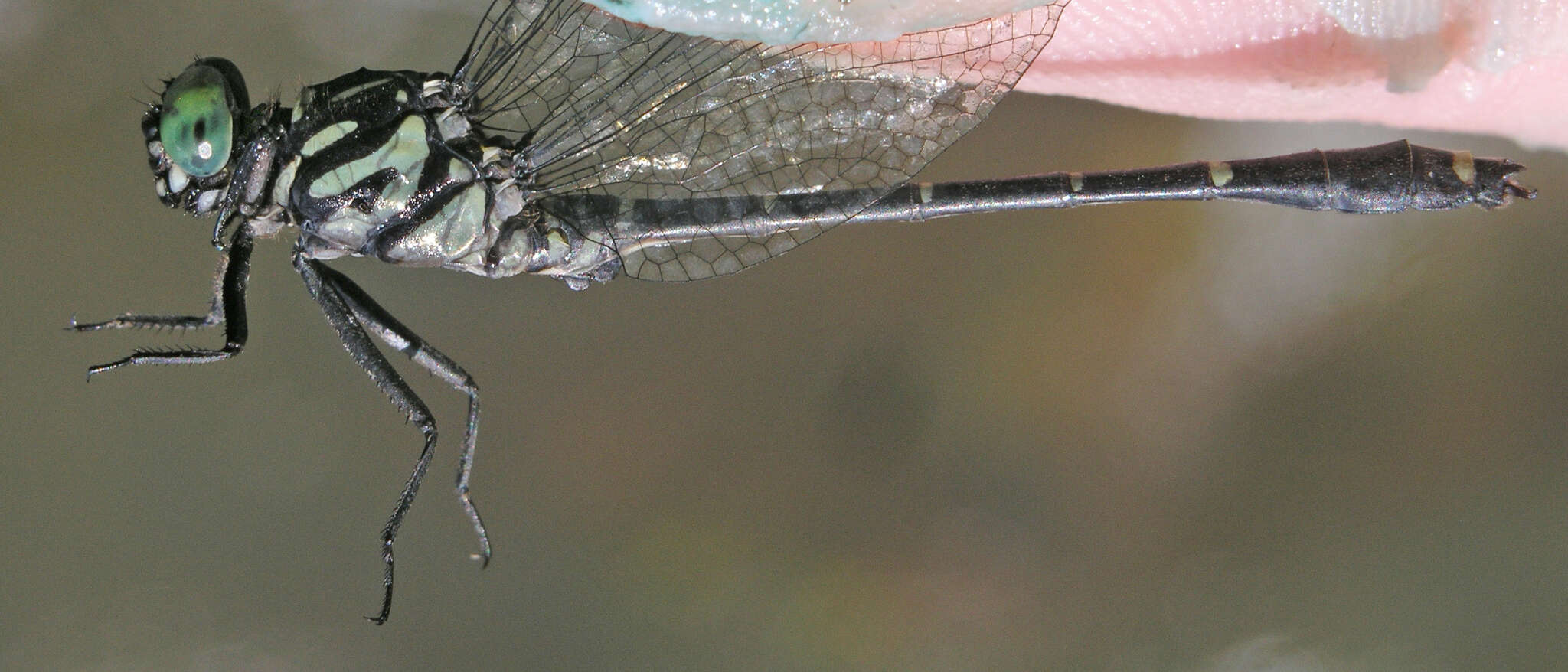 Image of Burmagomphus asahinai Kosterin, Makbun & Dawwrueng 2012