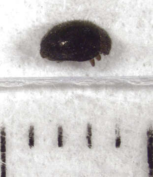 Image of Lady beetle