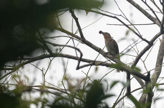 صورة Hypsipetes guimarasensis (Steere 1890)