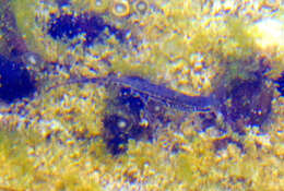 Image of Italian Newt