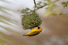 Image of Vitelline Masked Weaver