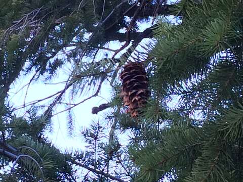 Image of Douglas Fir