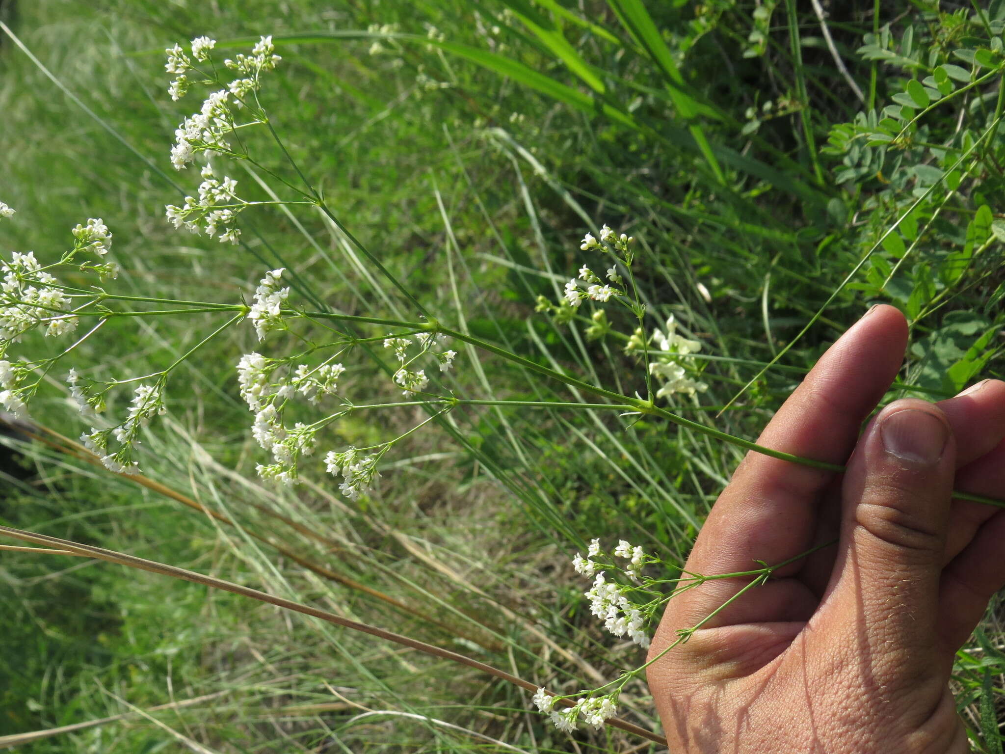 Image of Galium octonarium (Klokov) Pobed.