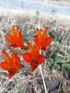 Image of Alstroemeria ligtu subsp. simsii (Spreng.) Ehr. Bayer