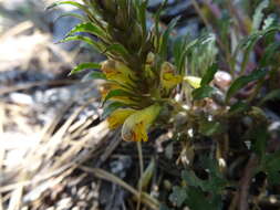 Imagem de Pedicularis semibarbata A. Gray