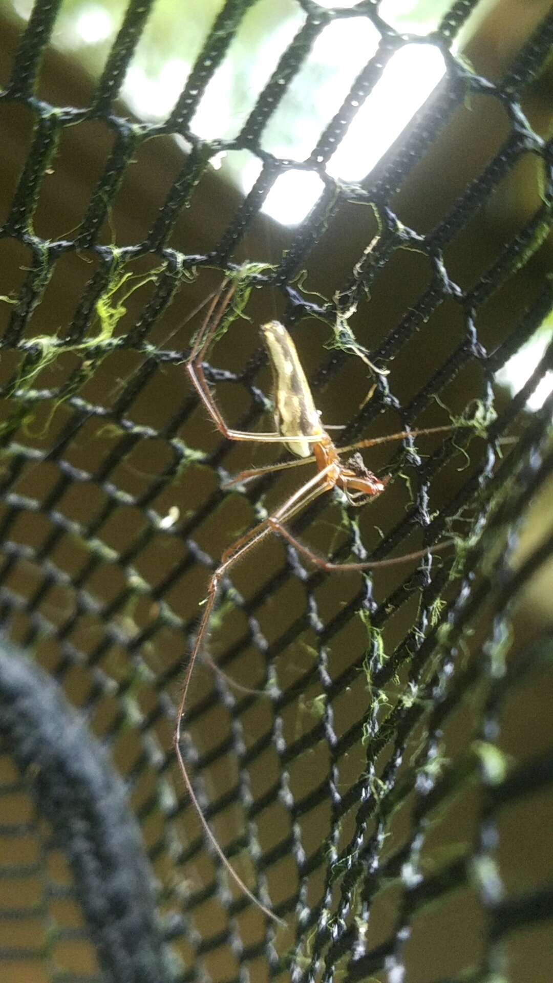 Image of Tetragnatha elongata Walckenaer 1841