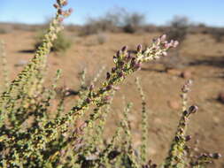 Eriocephalus ericoides subsp. ericoides的圖片