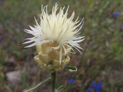 Image of Centaurea margaritacea Ten.