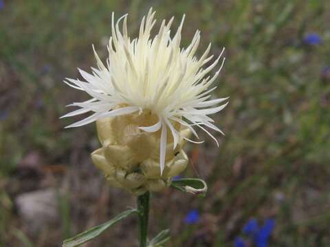 Centaurea margaritacea Ten.的圖片